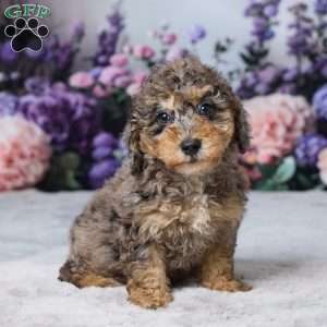 Rusty, Miniature Poodle Puppy